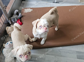 Beautiful Pink Pug puppies for sale