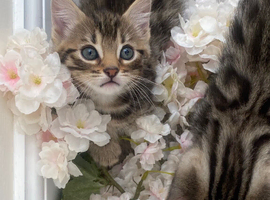 Bengal Kittens &pound;800