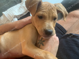 Staffy cross mastiff female