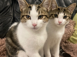 Kittens