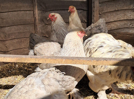 Four Brahma hens and a splash cockerel
