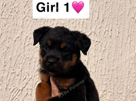 Rottweiler Puppys