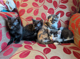 Kittens for sale
