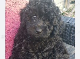 Poodle pups