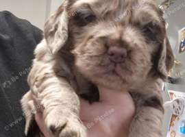 Cockapoo pups