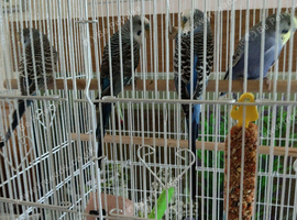 Bird Cage with Stand on Wheels,+4 budgies.