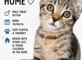 Beautiful kitten ready for their new home