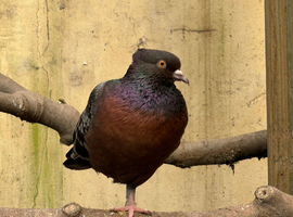 Fancy pigeons makes/ females/ pairs