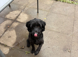 F1 male cockapoo