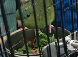 Female linnie parakeet