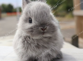 Baby Maten Smoke Netherland Dwarf