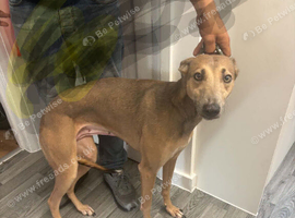 Lurcher female