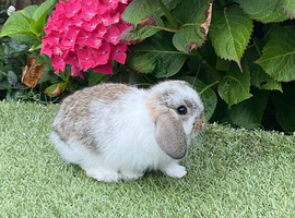 Pure bred mini lop