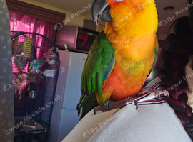 3 year old jenday conure