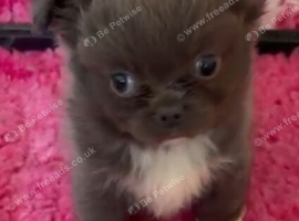 Kc reg thai line chihuaha puppy boy
