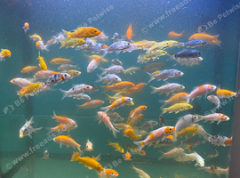 2-4 inch Koi