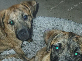 Pups