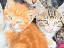 8 weeks old kittens looking for new homes