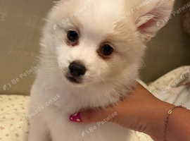 White Pomeranian