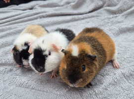 BABY TEDDY BOARS