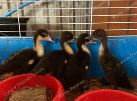 Mix breed ducklings x