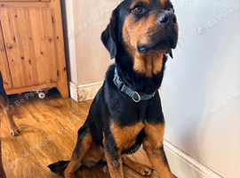 Nelson needs a new home