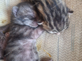 Bengal kittens ready now