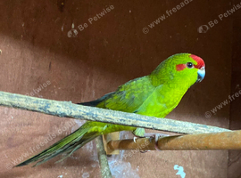 Looking for a 'Kakariki' cock bird for my aviary