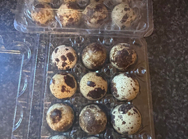 Coturnix quail eggs