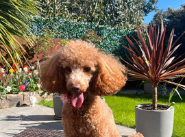 Toy poodle 2.9 years old for sale