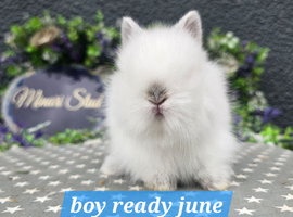 PUREBRED LIONHEADS AVAILABLE NOW