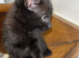 Kitten