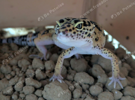Leopard gecko