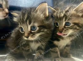 Bengal x kittens