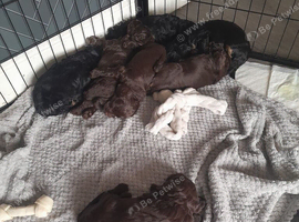 Beautiful cockapoo pups for sale, 3 chocolate 1 tri coloured black phantom