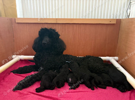 Quality standard poodle puppies