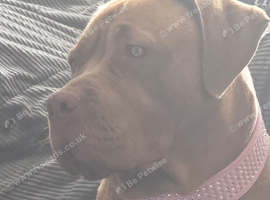 American bulldog cross