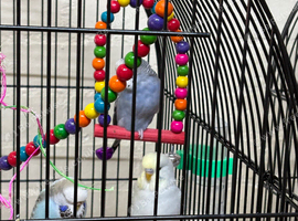 Baby budgies