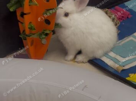 2 rabbits