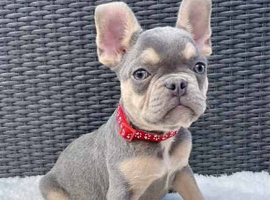 French bulldog KC registered