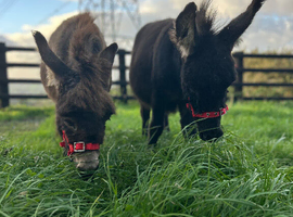 Pair of miniature Mediterranean colts
