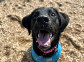 Labernese for rehome