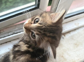 Cute British longhair black tabby ^^
