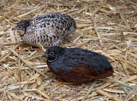 Chinese painted quail