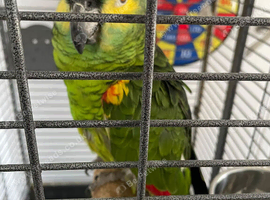 Tame blue fronted Amazon