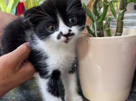 Scottish kittens for sale