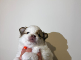 Pomeranian puppies