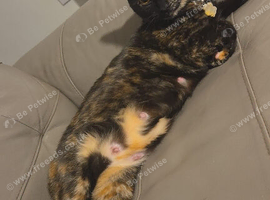 Beautiful black and ginger girl