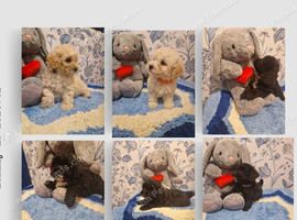 Adorable Poochons