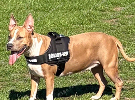 Staffy cross